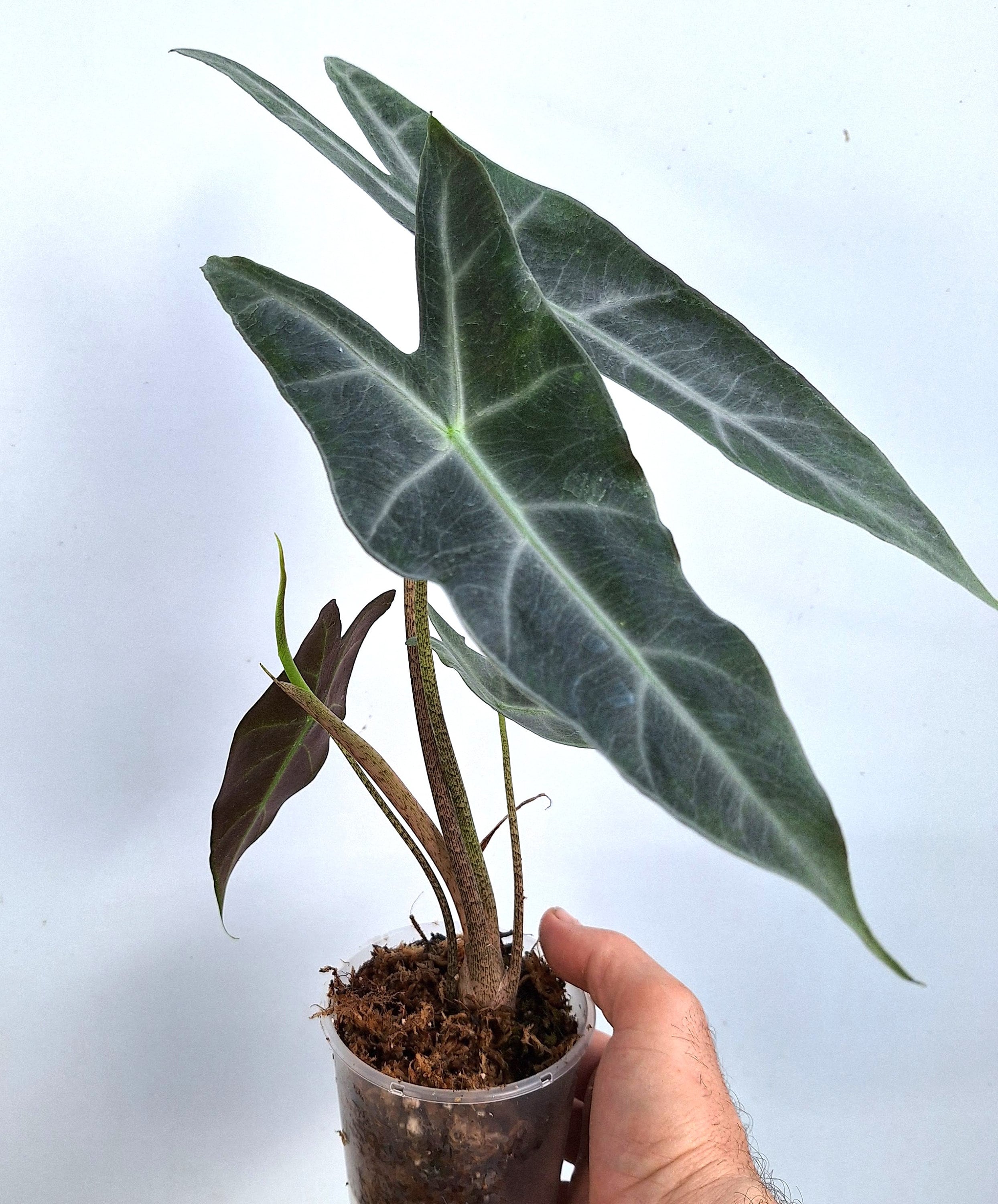 Alocasia Longiloba 'lowii Complex' - Etsy Canada