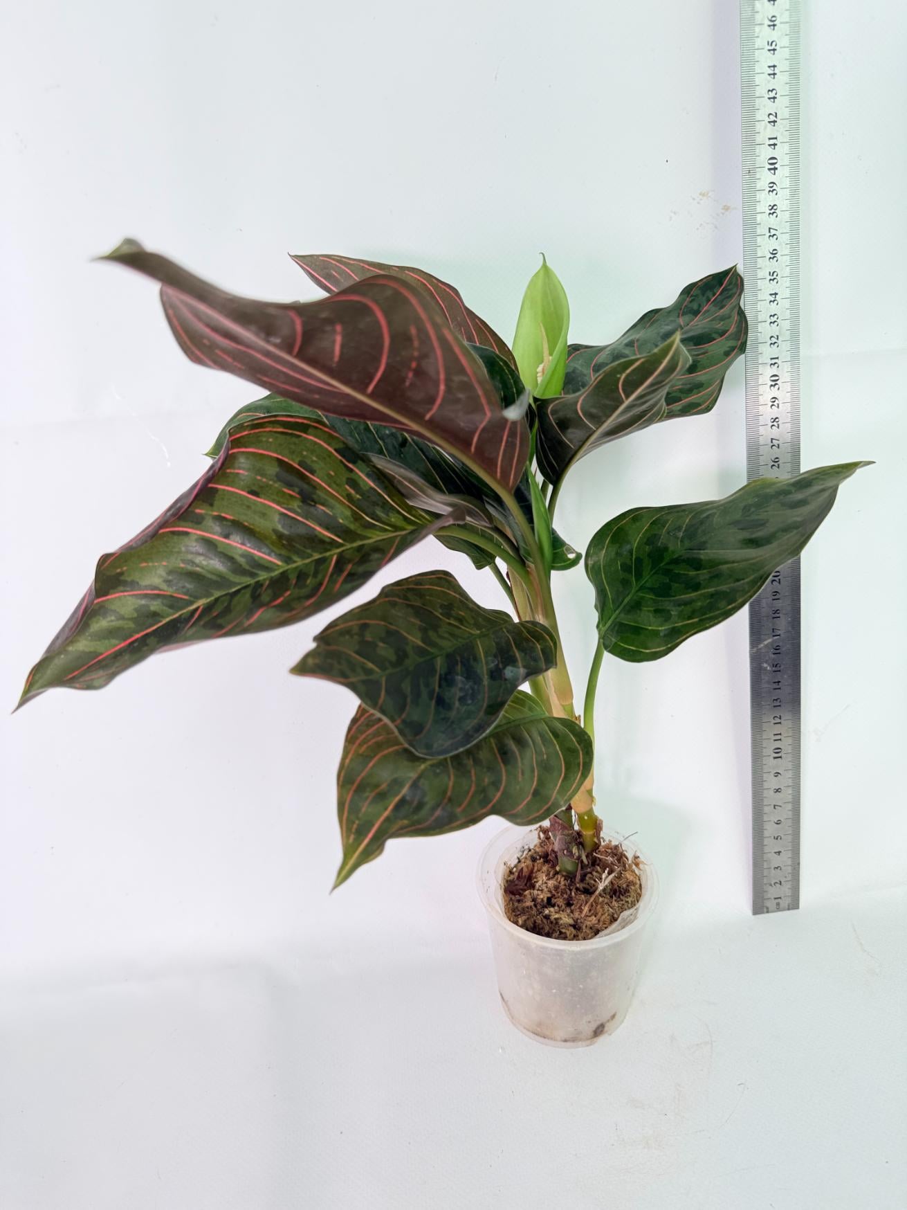 Aglaonema Pictum Red Army - Etsy Canada