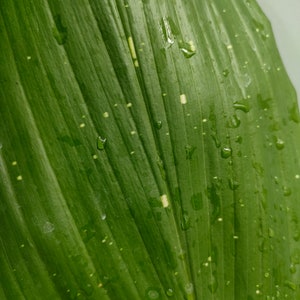 Aspidistra 'Hoshi Zora'