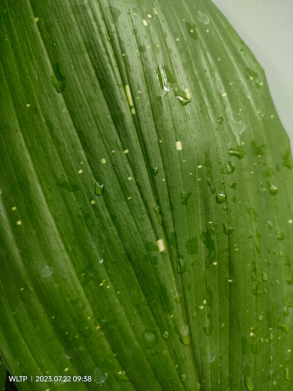 Aspidistra 'hoshi Zora' - Etsy Israel