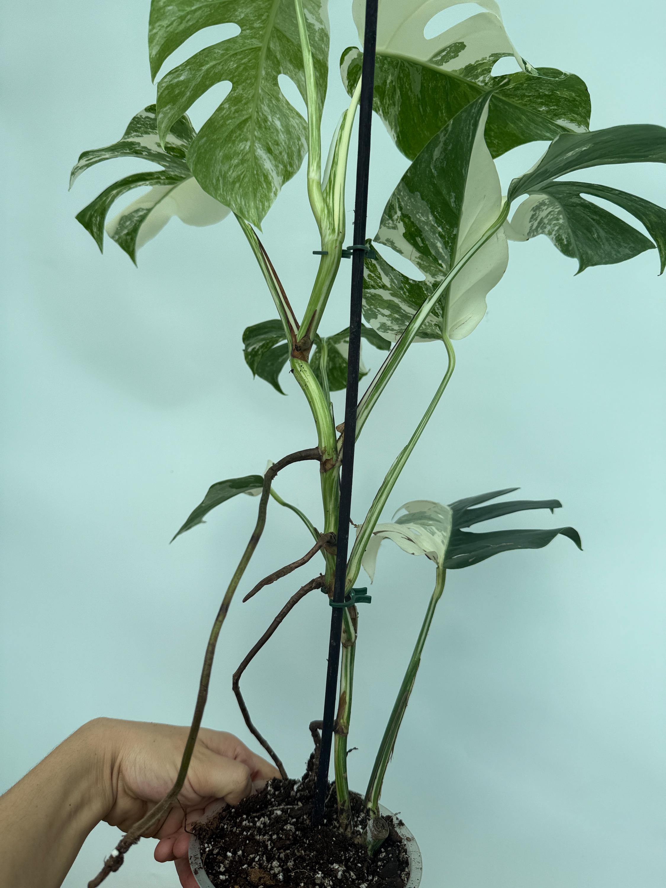Monstera Albo Variegata EXACT PLANT 20.6.3 - Etsy Denmark