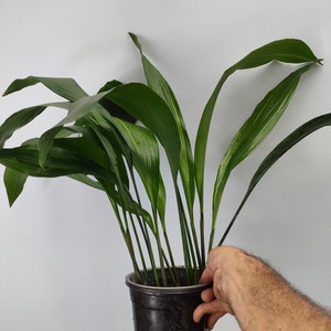 Op de afbeelding: Een groene kamerplant met lange, smalle bladeren in een zwarte plastic pot. De plant wordt vastgehouden door een hand.