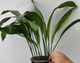 Aspidistra Elatior 'AKEBONO'