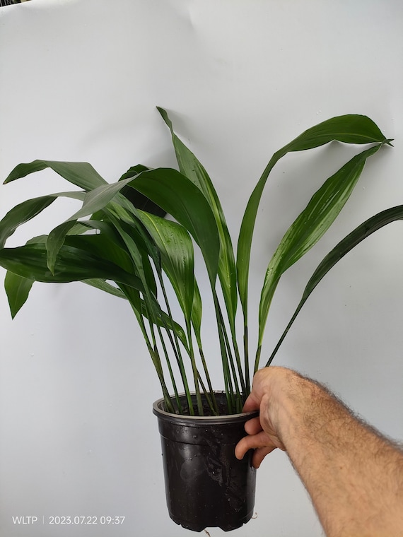 bonsais wild bbq Bonsai Classes at Barebottle Brewing Co. (Walnut Creek)  Bonsaify