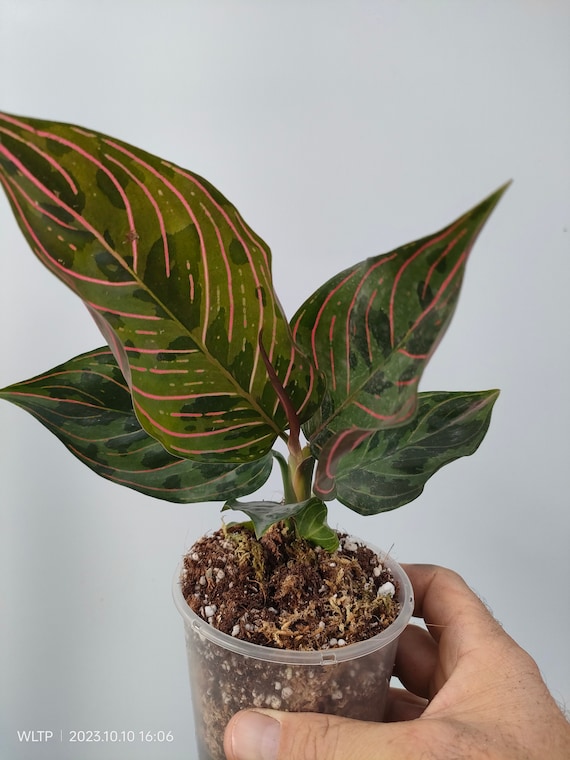 Aglaonema Pictum Red Army - Etsy Canada