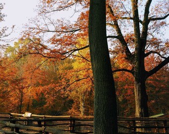 May include: A view of a forest in autumn with trees with orange, yellow, and red leaves. A wooden fence is in the foreground.