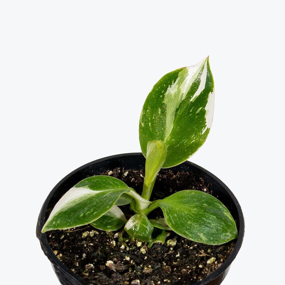 Philodendron White Wizard Etsy Canada