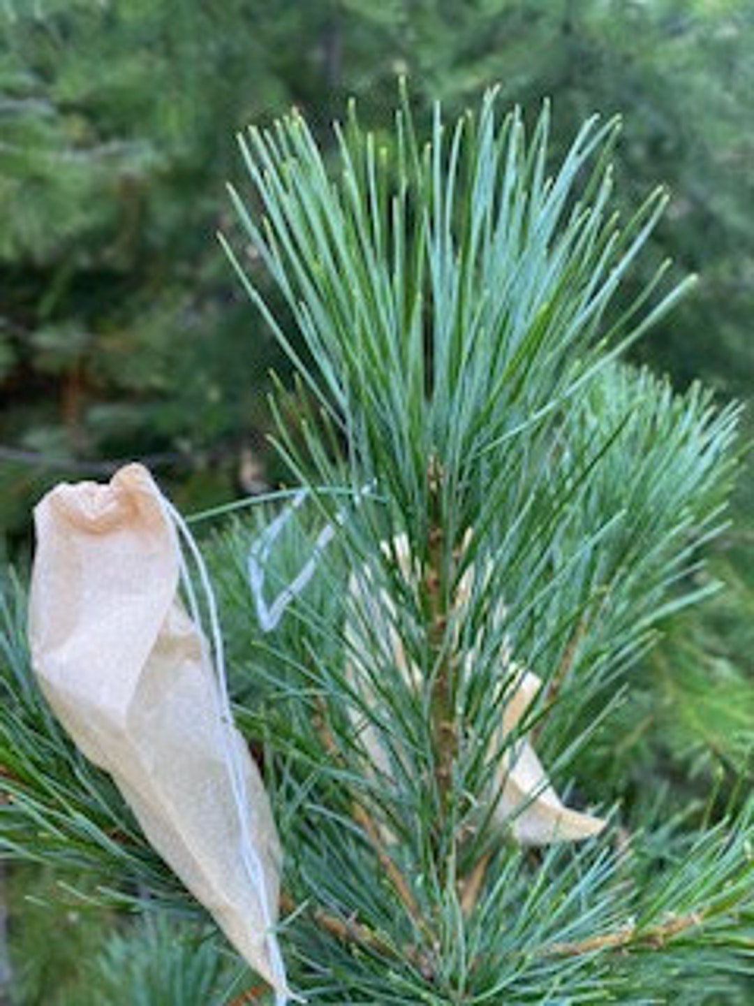 WHITE PINE TEA Bags white Pine Tea Bags Spike Protein Etsy