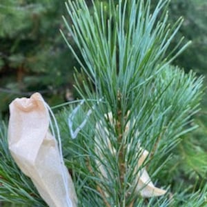 WHITE PINE TEA Bags (Organic white pine) Tea Bags, Spike Protein Immunity?