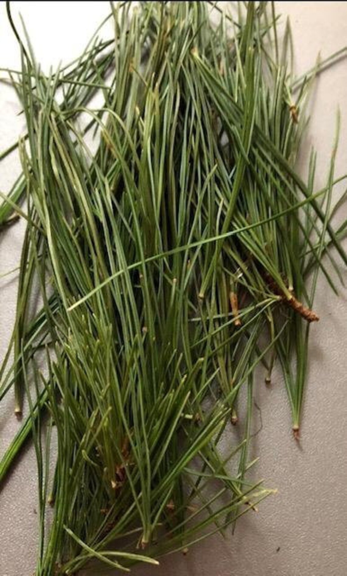 WHITE PINE Tea, 100 Cups White Pine Tea, Suramin Vitamin C and A Etsy