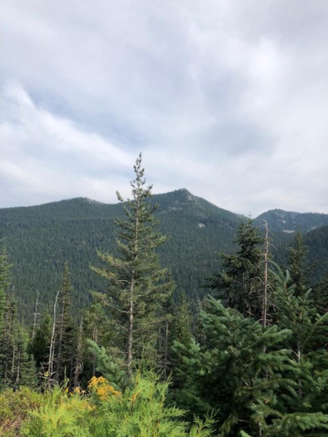 WHITE PINE Tea, 100 Cups White Pine Tea, Suramin Vitamin C and A Etsy
