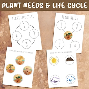 Plant Life Cycle and Needs Activity for Homeschool, Pre-k, or Kindergarten