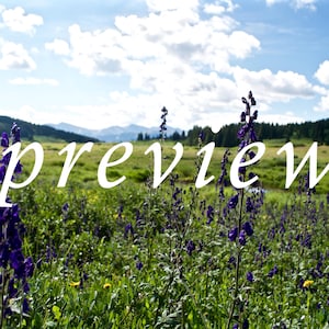 Purple Wildflower in Mountain Meadow / Digital Download Photo / Colorado Wildflowers / Desktop Wallpaper / Colorado Summer Flowers