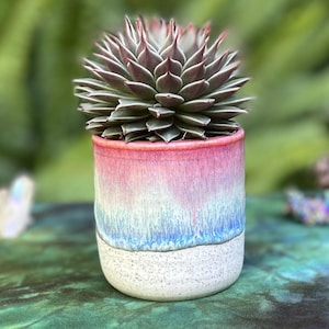 May include: A potted succulent plant. The ceramic pot features a colour gradient, with pink at the top, fading to blue, and a speckled white base. The succulent has green leaves with red tips.