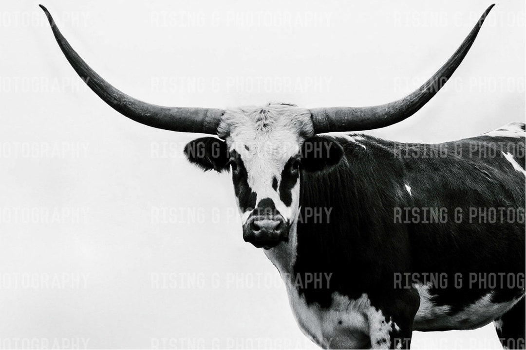 Black and White Longhorn - Etsy