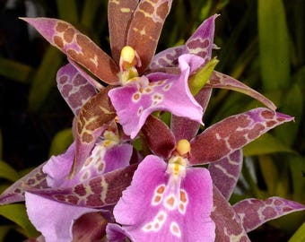 Miltassia Lavender Kiss 'Lavender Taffy'  Orchid Plant. Hawaii Grown