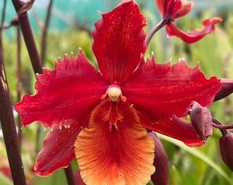 Wilsonara Pacific Perspective ‘Pacific Heat’ Orchid Plant Starter Hawaii Grown