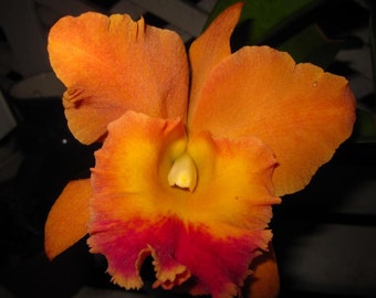 Pot Hawaiian Thrill Paradise Orchid internediate Seedling Plant. Hawaii Grown