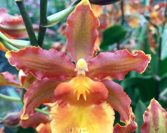Odontocidium Catatante ‘Kilauea Karma’ Orchid Plant Starter Hawaii Grown