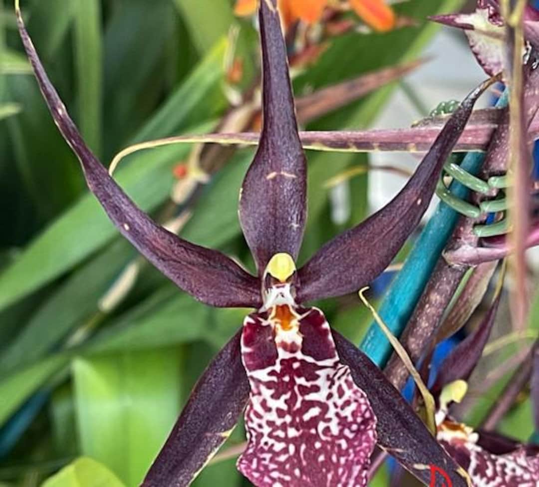 Degarmoara Pinot Princess 'scary' Orchid Plant Starter Hawaii