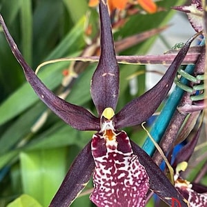 Degarmoara Pinot Princess 'scary' Orchid Plant Starter Hawaii