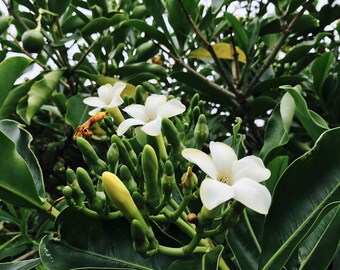Puakenikeni Small Starter Plant (Fagraea Berteriana) AKA Perfume Flower Tree