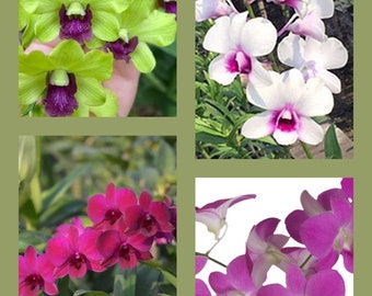 From 16 different varieties. BOX Special of (4)  Assorted Dendrobium Intermediate Starter Orchid Plants. Random picks.