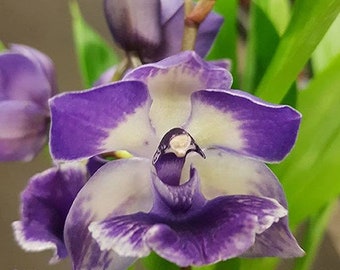 Zygonisia MurasakiKomachi 'Blue Hawaii Bloom Size Orchid Plant