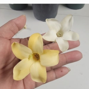 Tahitian Puakenikeni STARTER Plant (Fagraea Berteriana) AKA Perfume. Larger Flower Blooms than the regular Puakenikeni