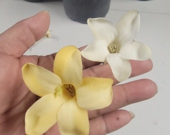 BLOOMING Tahitian Puakenikeni Plant (Fagraea Berteriana) AKA Perfume Flower Tree Big Size. Larger Flower Blooms