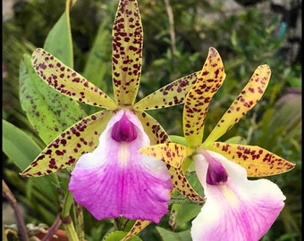 Brassocattleya Theresa Ricci Orchid Plant. Hawaii Grown