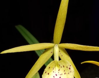 Bc. Yellow Bird (Brassavola x Cattleya hybrid) orchid plant