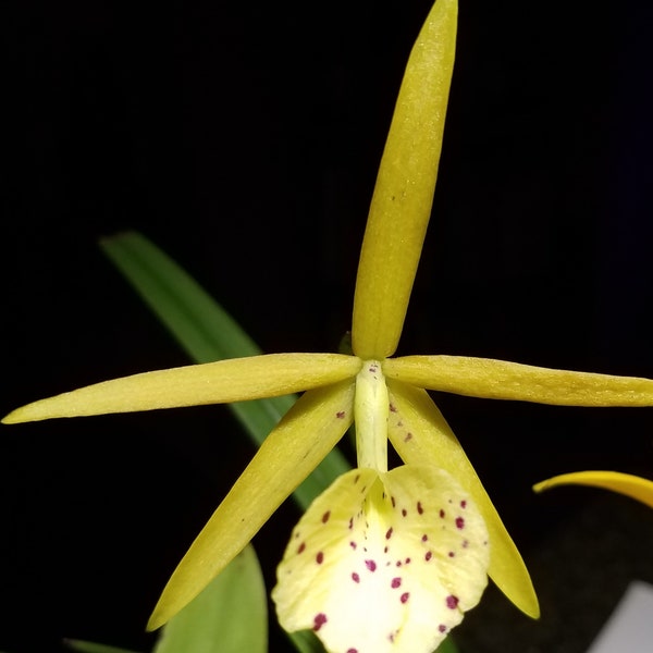 Bc. Yellow Bird (Brassavola x Cattleya hybrid) orchid plant