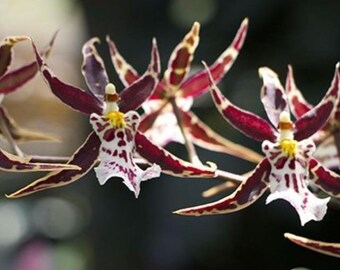 Brassidium Golden Gamine ‘White Knight’  Orchid Plant Starter Hawaii Grown