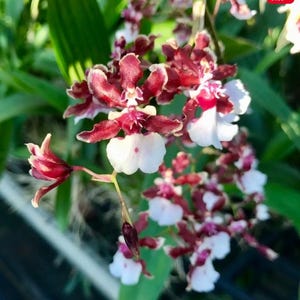 May include: Close-up of a cluster of orchids with burgundy and white petals. The flowers have a unique shape and are in full bloom, with a few buds visible. Green leaves provide a backdrop to the vibrant flowers.