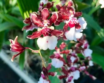 Odontocidium Catatante 'kilauea Karma' Orchid Plant Starter Hawaii
