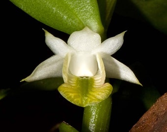 Miniature Dendrobium Trinervium Orchid Plant. Bloom Stage Hawaii Grown