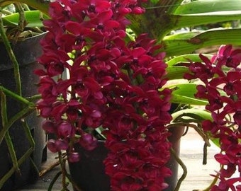 Rhynchostylis gigantea x sib (Red) Orchid Plant. Hawaii Grown