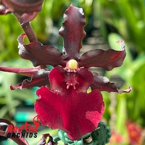 May include: Close-up of a dark burgundy orchid flower with a yellow center. The petals have a velvety texture and a deep red hue. The flower is in full bloom, showcasing its intricate details. The text "Red Fox Orchids" is visible at the bottom left.