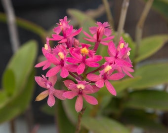 Epidendrum (3) Mystery Colors Orchid Plant Bare Root. Lot of (3) rooted stems