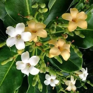 BLOOMING Tahitian Puakenikeni Plant Fagraea Berteriana AKA Perfume Flower Tree Big Size. Larger Flower Blooms image 2