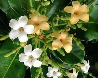 Puakenikeni Plant Strong Root System (Fagraea Berteriana) AKA Perfume Flower Tree