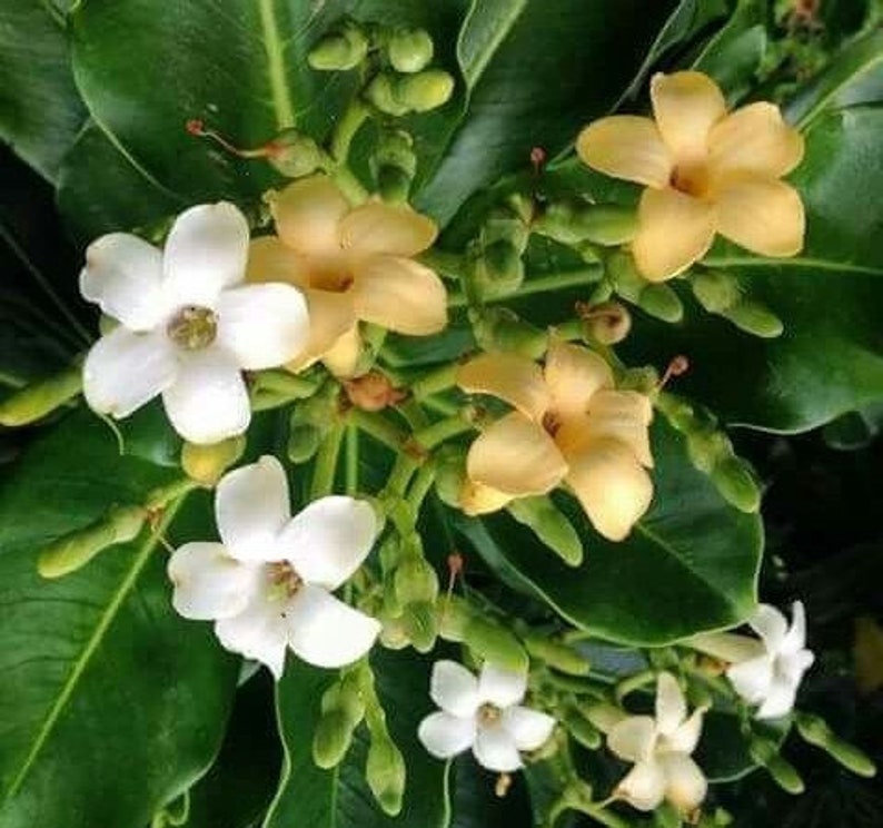 BLOOMING Tahitian Puakenikeni Plant Fagraea Berteriana AKA Perfume Flower Tree Big Size. Larger Flower Blooms image 2