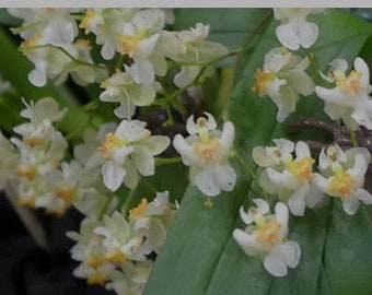 Oncidium Twinkle 'Fantasy' Orchid Plant
