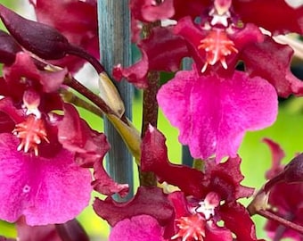 Onc Sharry Baby Red Fantasy Orchid Plant Starter Hawaii Grown