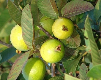 Guava tree stater plant grown in Hawaii