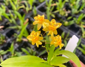 Brs Aunty Diana Aki Malika Orchid Plant Bare Root. 50 Shades of