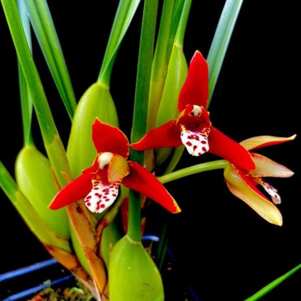 Giant overgrown pot. BLOOM STAGE Maxillaria tenuifolia Red (Red bloom) aka the Coconut Orchid has a distinctive flower fragrance