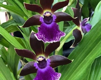Zygopetallum Debbie De Mello ‘Honolulu Baby’ Am/AOS Orchid Plant