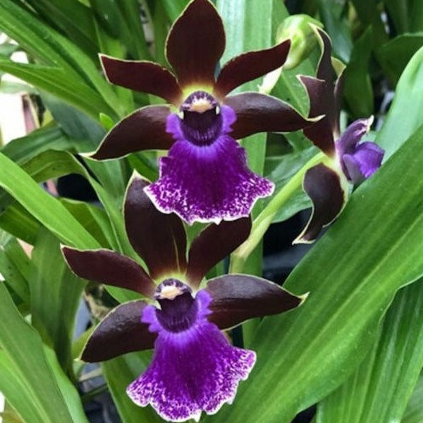 Zygopetallum Debbie De Mello ‘Honolulu Baby’ Am/AOS Orchid Plant